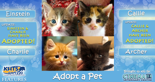 KHTS Adopt a Pet - Kittens Adopted