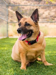 KHTS Adopt a Pet - Lilly