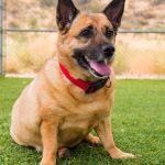 KHTS Adopt a Pet - Lilly