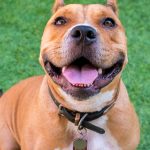 KHTS Adopt a Pet - Meatball