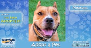 KHTS-Adopt-a-Pet-Meatball Adopted