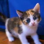 KHTS Adopt A Pet Archer, Callie, Charlie, & Einstein - Madeline’s Angels Pet Sanctuary (VIDEO)