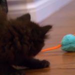 KHTS Adopt A Pet Archer, Callie, Charlie, & Einstein - Madeline’s Angels Pet Sanctuary (VIDEO)