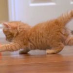 KHTS Adopt A Pet Archer, Callie, Charlie, & Einstein - Madeline’s Angels Pet Sanctuary (VIDEO)
