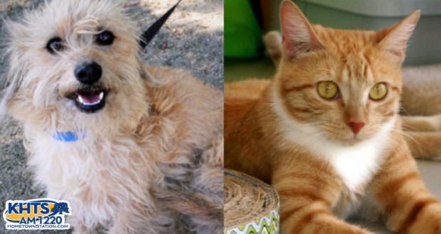 St. Bonnie’s Sanctuary To Showcase Adoptable Animals Sept. 16-17