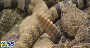 rattlesnake