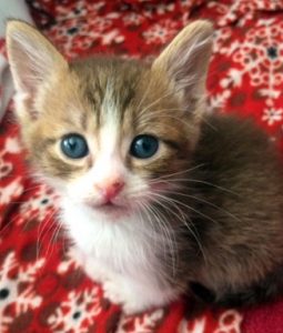 Madeline's Angels Pet Sanctuary - Animal Rescue Santa Clarita