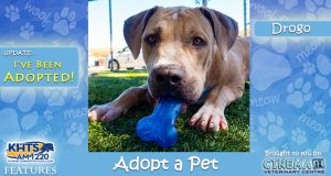 KHTS Adopt a Pet - Drogo Adopted