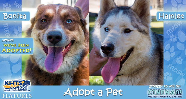 Adopted - KHTS-Adopt-a-Pet-Hamlet-and-Bonita