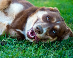 KHTS Adopt a Pet: Bonita