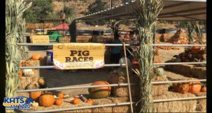 Throughout October, a local farm is offering Santa Clarita families fall-themed events and activities at the second annual Gilchrist Farm Harvest Festival.