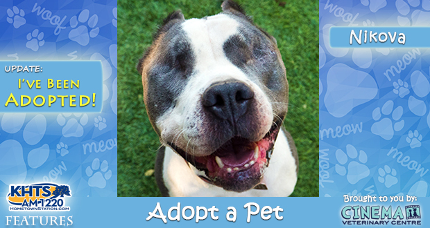 KHTS Adopt a Pet Nikova Adopted
