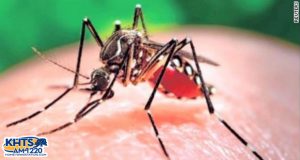 The disease-transmitting Aedes mosquito has been confirmed in the Santa Clarita area, prompting city officials to host a Public Information Session about the species.