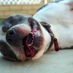 KHTS Adopt a Pet: Nikova