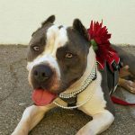 KHTS Adopt a Pet: Nikova