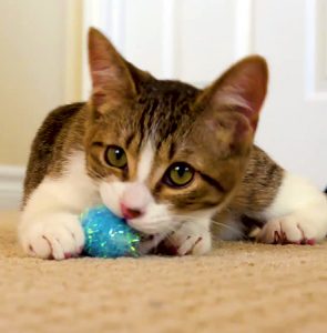 KHTS Adopt a Pet - Einstein