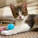 KHTS Adopt a Pet - Einstein