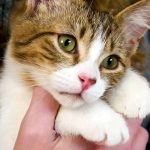 KHTS Adopt a Pet - Einstein