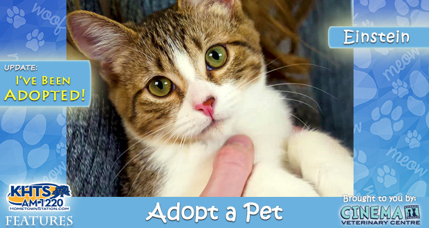 KHTS Adopt a Pet Einstein - Adopted