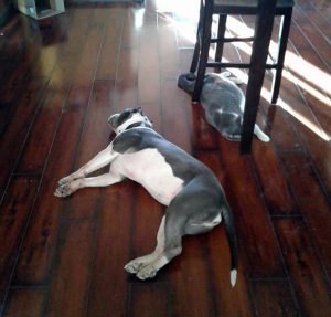 KHTS Adopt a Pet - Nikova