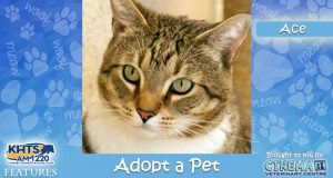 KHTS Adopt a Pet - Ace