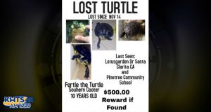 Missing Santa Clarita Valley Turtle Is Wanted Back By His Family