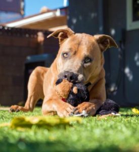 KHTS Adopt a Pet - Tony