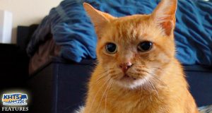 KHTS Adopt a pet - Odin