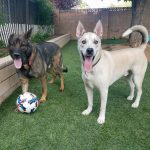 KHTS Adopt a Pet Krieger