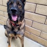 KHTS Adopt a Pet Krieger