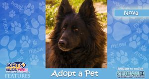 KHTS Adopt a Pet - Nova