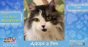 KHTS-Adopt-a-Pet-Tom Adopted