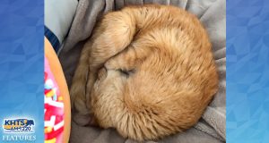 KHTS Adopt A Pet Series Sees 70 Total Adoptions, Including 17-Year-Old Tabby Cat