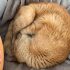 KHTS Adopt A Pet Series Sees 70 Total Adoptions, Including 17-Year-Old Tabby Cat