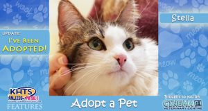 KHTS Adopt a Pet - Stella Adopted