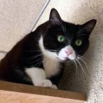 KHTS Adopt a Pet- Violette