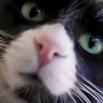 KHTS Adopt a Pet- Violette