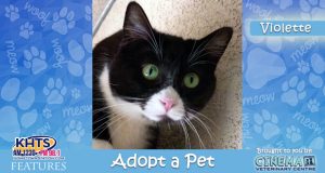 KHTS Adopt a Pet- Violette