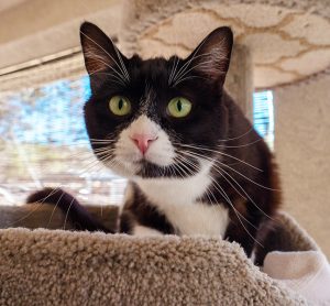 KHTS Adopt a Pet- Violette