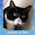 KHTS Adopt a Pet- Violette