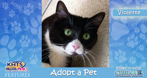 KHTS Adopt a Pet- Violette