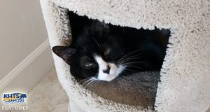 KHTS Adopt A Pet Editorial - The Cinderella Story Of An 8-Year-Old Tuxedo Cat Named Rosie