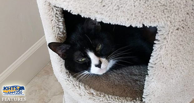 KHTS Adopt A Pet Editorial - The Cinderella Story Of An 8-Year-Old Tuxedo Cat Named Rosie