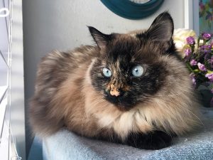 KHTS Adopt a Pet - Sugar, Madeline's Angels Pet Sanctuary