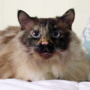 KHTS Adopt a Pet Sugar