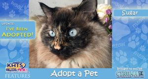 KHTS-Adopt-a-Pet-Sugar Adopted