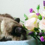 KHTS Adopt a Pet - Sugar