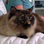 KHTS Adopt a Pet - Sugar