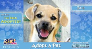 KHTS-Adopt-a-Pet-Brie Adopted