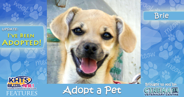 KHTS-Adopt-a-Pet-Brie Adopted